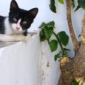 Mykonos Katzen (40)